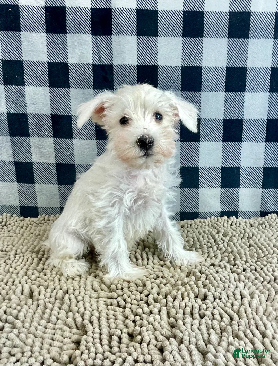 Miniature Schnauzer dogs for sale: Soloman - Ad 1