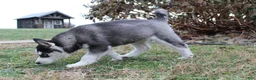 Siberian Husky dogs for sale: River - Ad 7