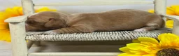 Miniature Dachshund dogs for sale: SILKY  Red/cream girl - Ad 6