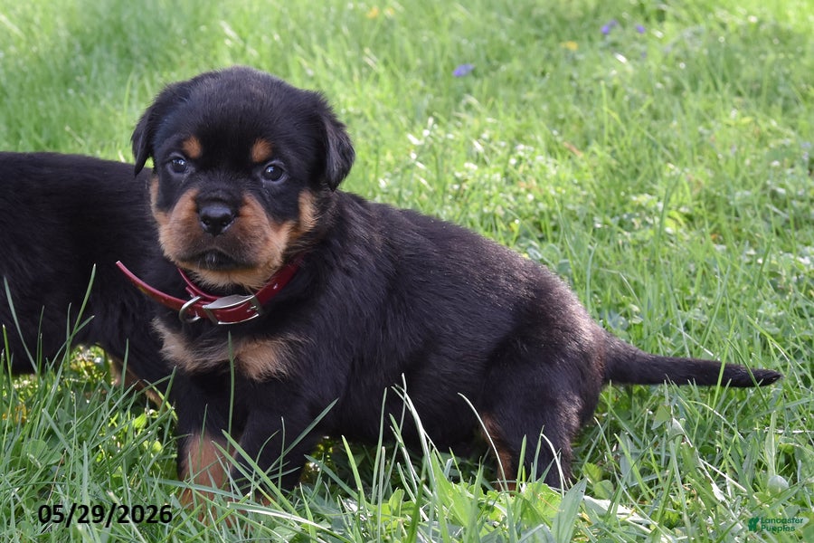 Rottweiler dogs Ruby - Ad 2