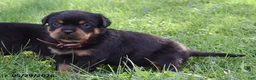 Rottweiler dogs for sale: Ruby - Ad 2