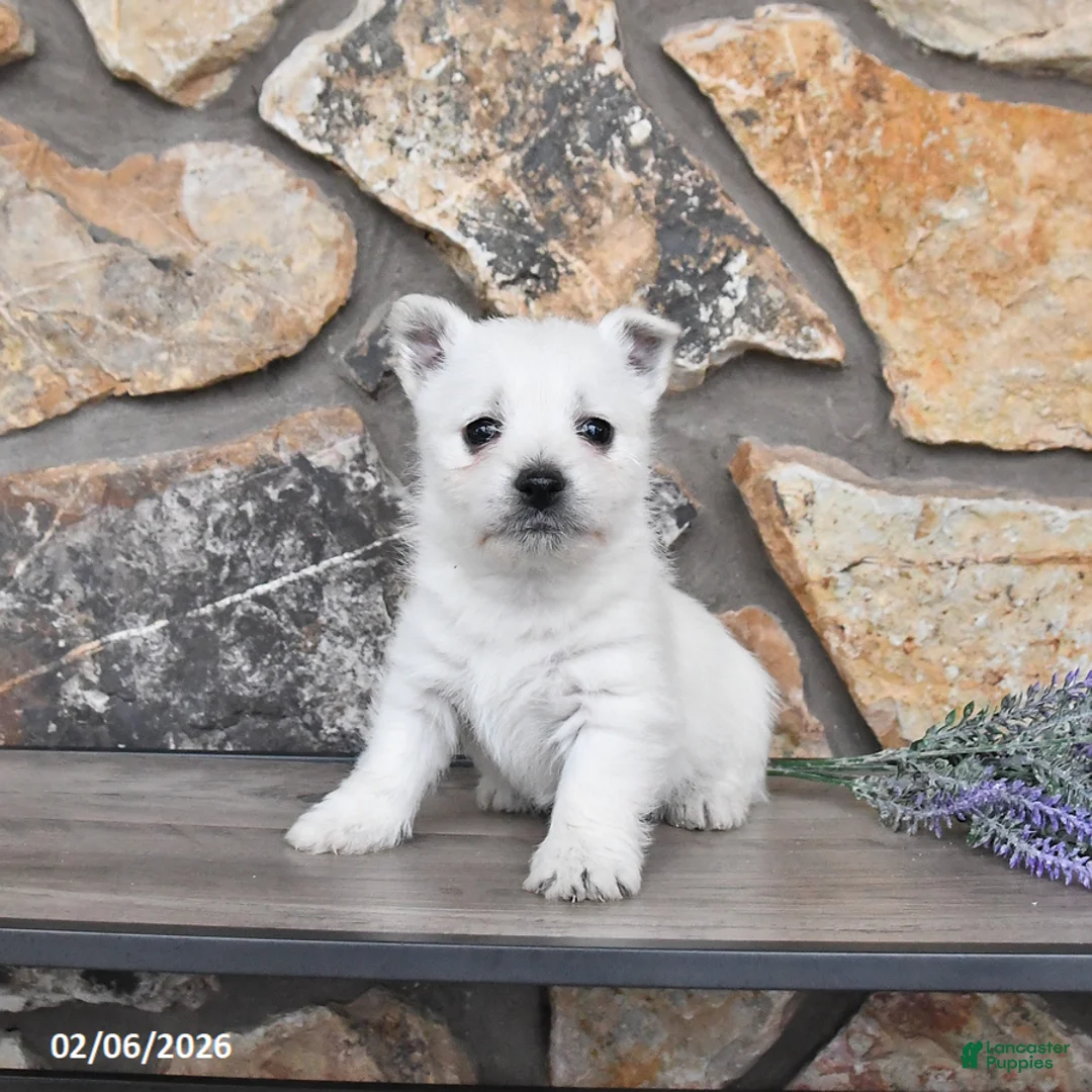 West Highland Terrier dogs for sale: Tasha - Ad 2