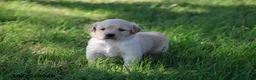 Golden Retriever dogs for sale: Arlo - Ad 2