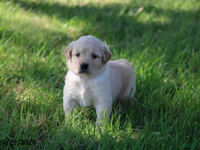 Golden Retriever dogs for sale: Arlo - Ad 2