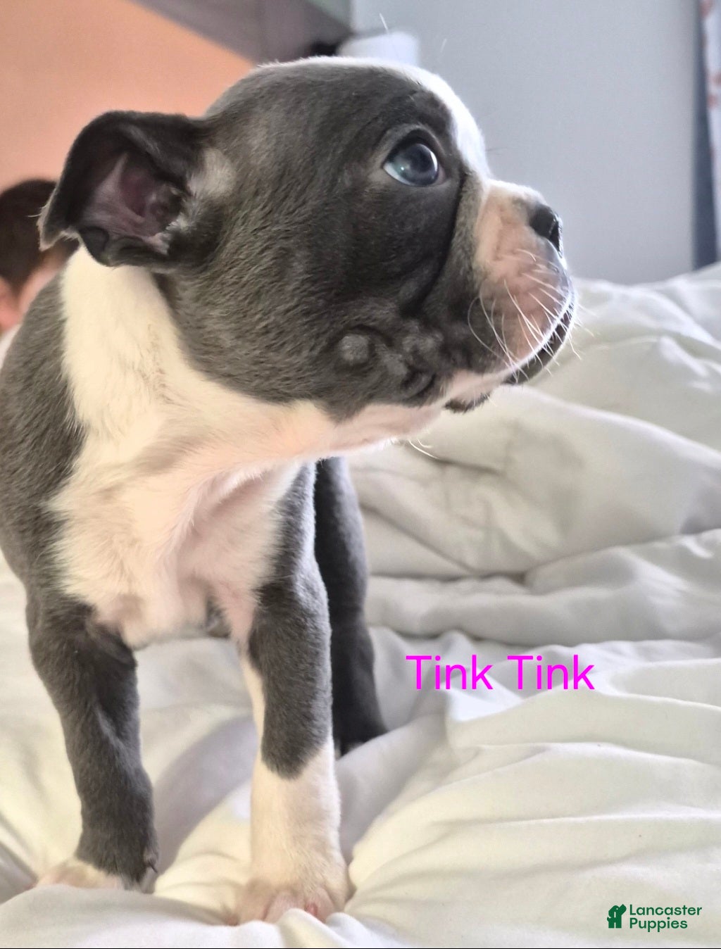 Boston Terrier dogs Tink Tink - Ad 11