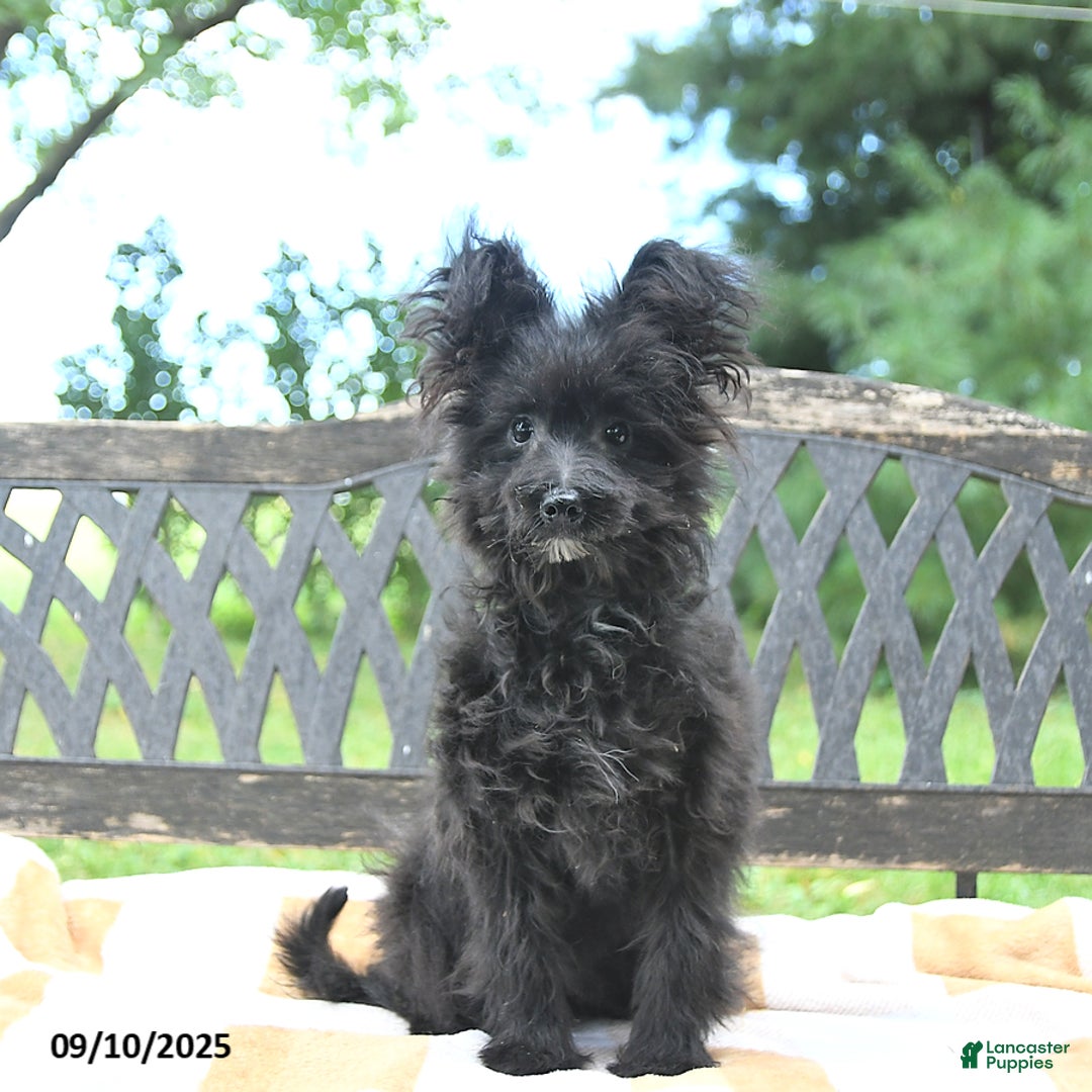 Pomapoo dogs for sale: Lil Scottie - Ad 13