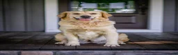 Mini Goldendoodle dogs for sale: Mr Miko (Mini) - Ad 6