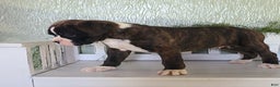 Boxer dogs for sale: Duke - Ad 3