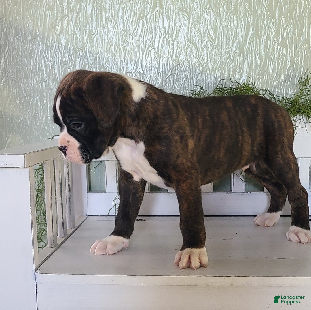 Boxer dogs for sale: Duke - Ad 3