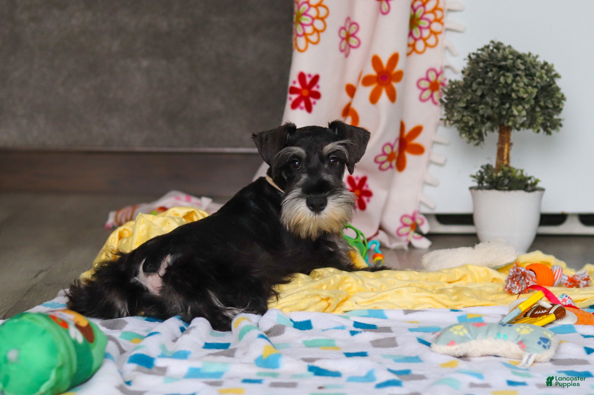 Miniature Schnauzer dogs James - Ad 2