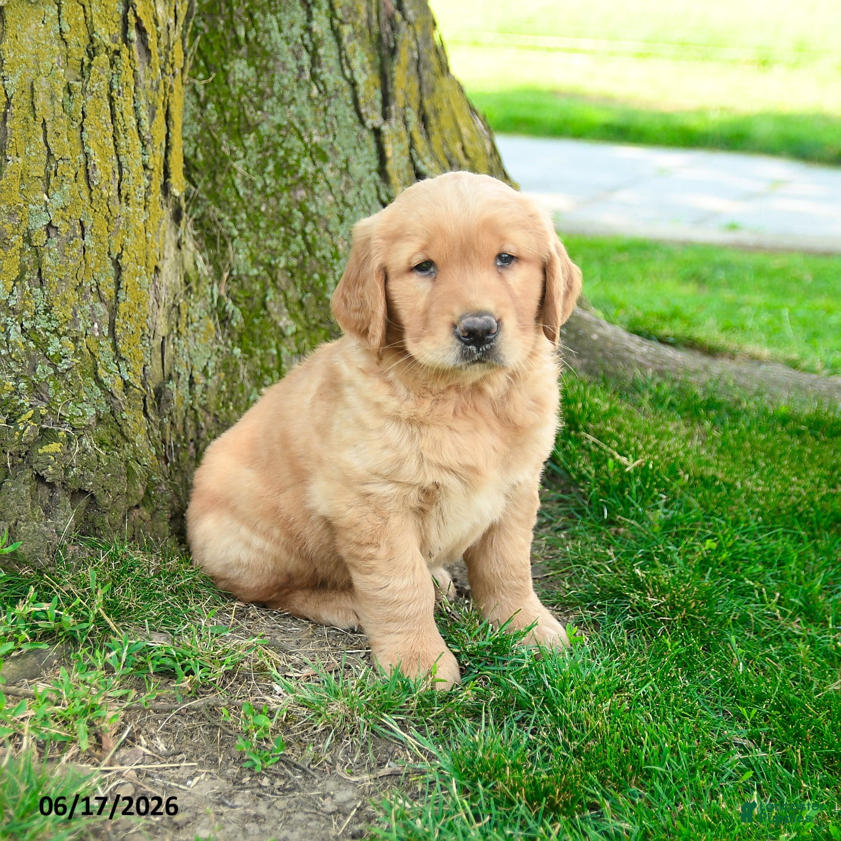Golden Retriever dogs Preston - Ad 2