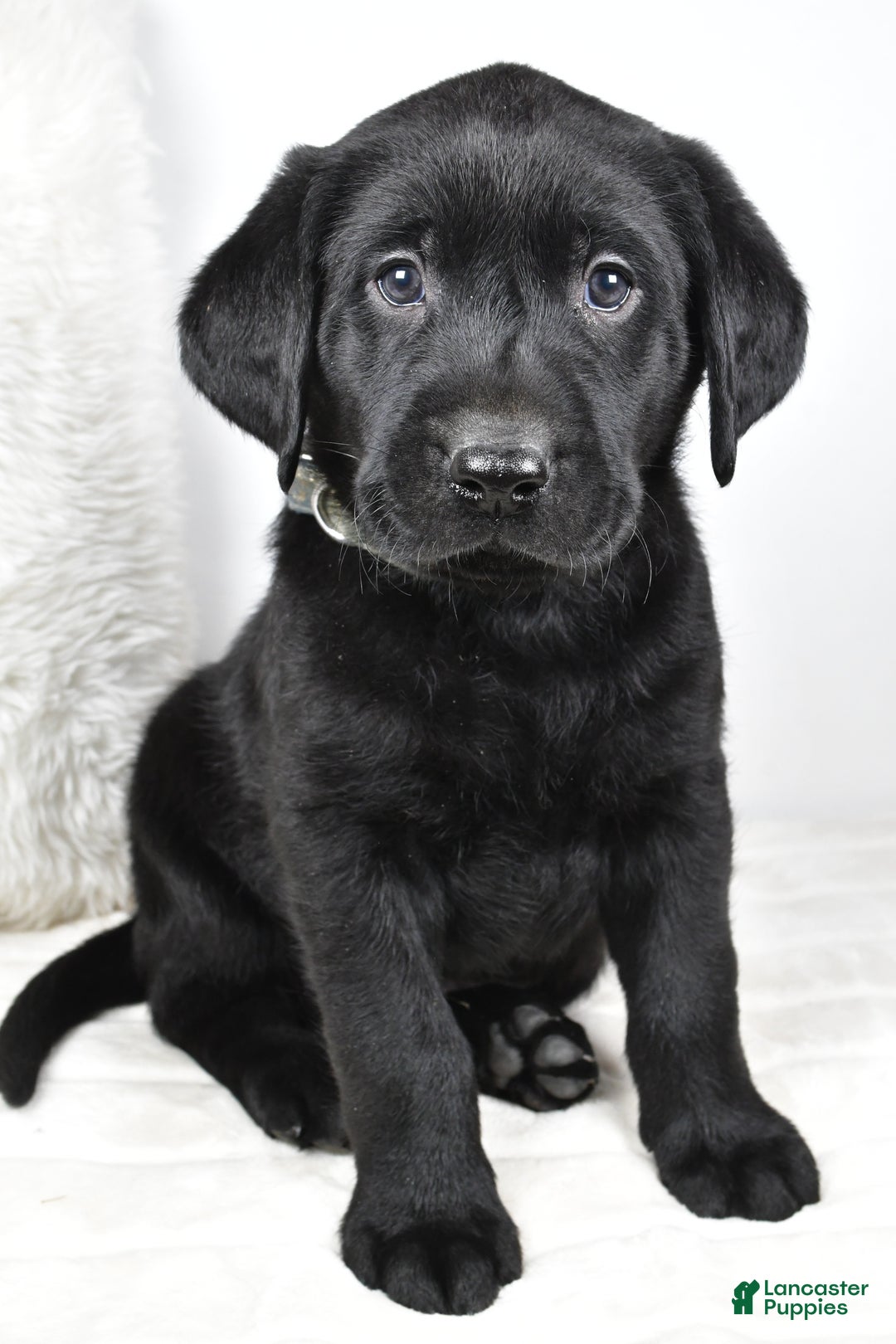 Labrador Retriever dogs for sale: Cooper - Ad 2