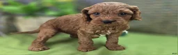Cockapoo dogs for sale: Nigel - Ad 9