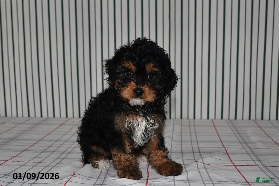 Cavapoo dogs for sale: Buddy - Ad 2