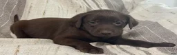 Labrador Retriever dogs for sale: Birch - Ad 5