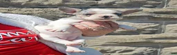 French Bulldog dogs for sale: Jasmine - Ad 5