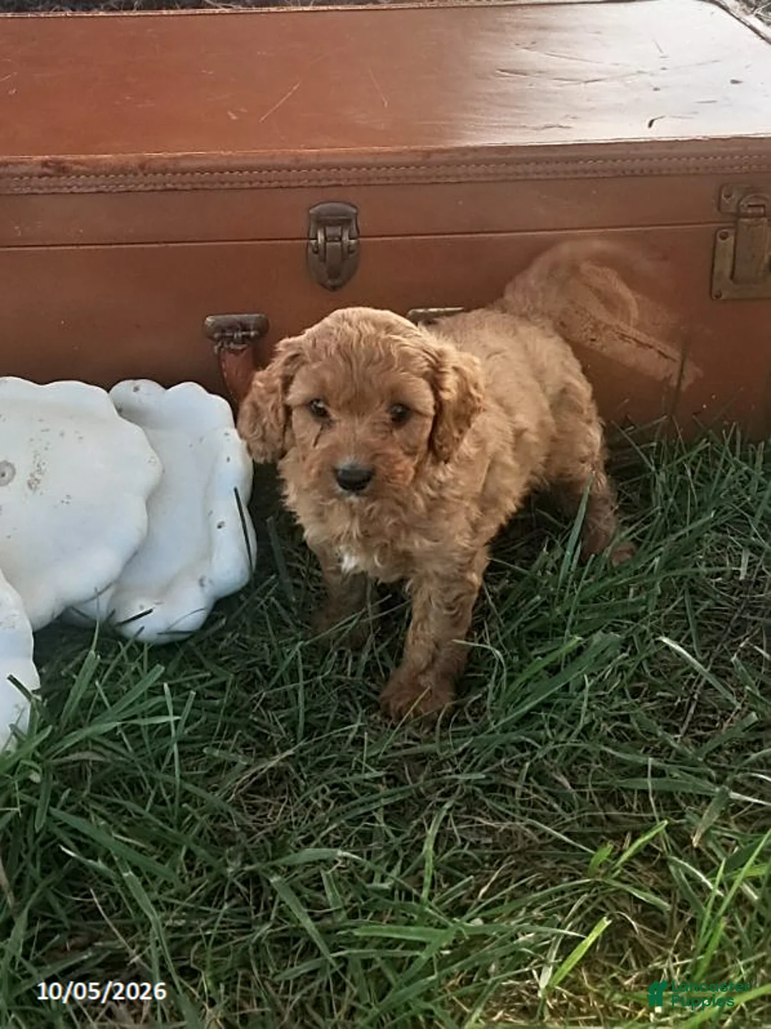 Cavapoo dogs for sale: Oak - Ad 1