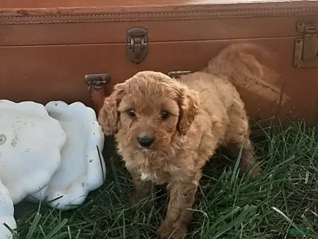 Cavapoo dogs for sale: Oak - Ad 1
