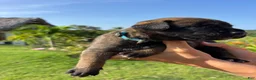 Belgian Malinois dogs for sale: Belgian Malinois 1 (Lucky)  - Ad 2