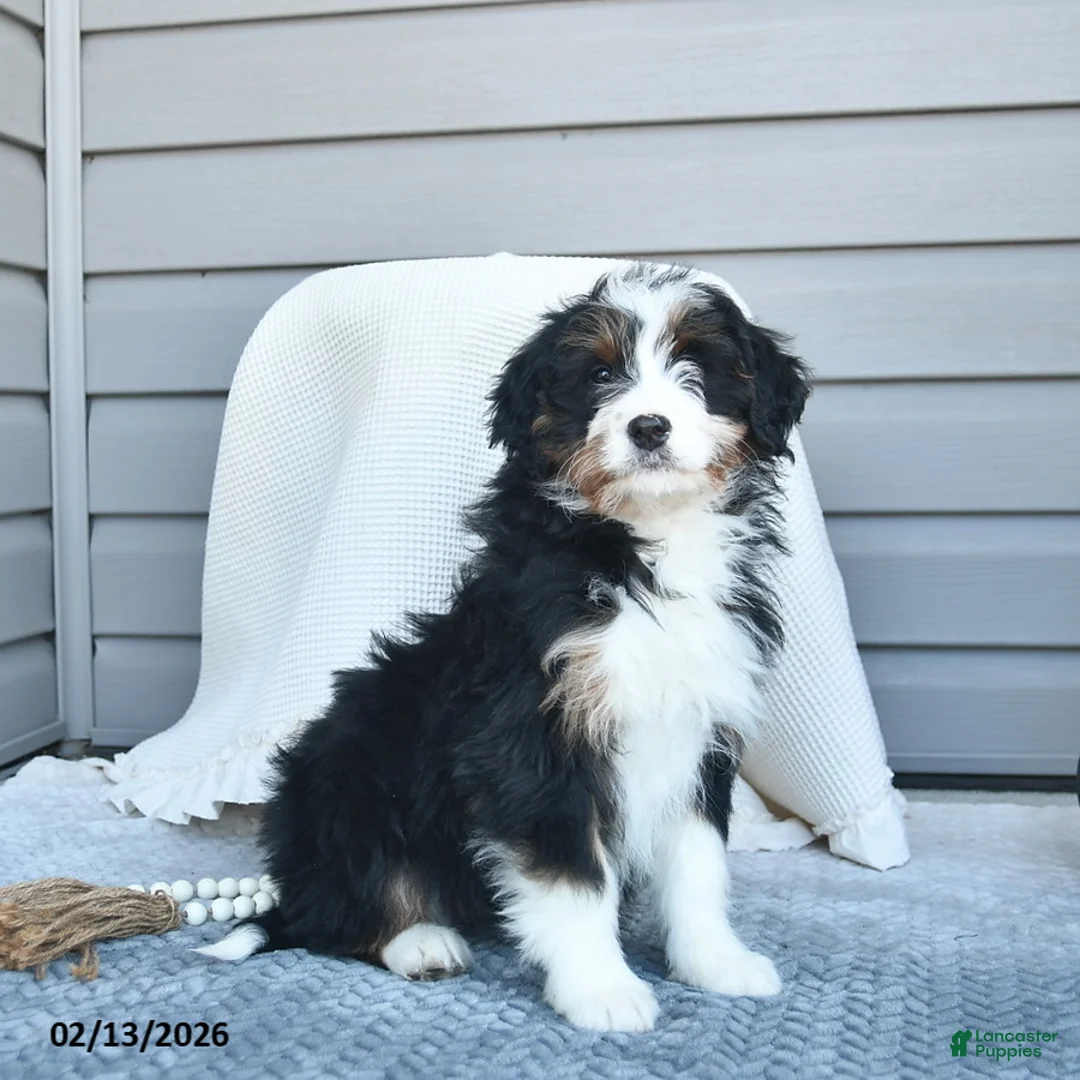 Bernedoodle dogs for sale: Melissa - Ad 1