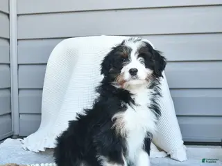 Bernedoodle dogs Melissa - Ad 33