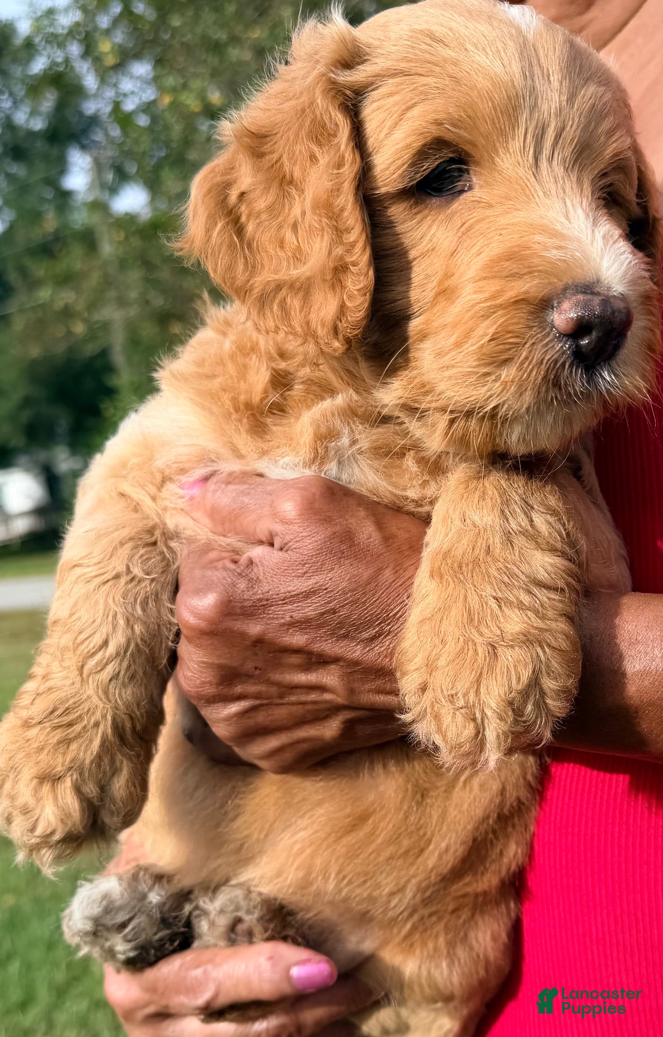 Goldendoodle dogs Jack - Ad 1