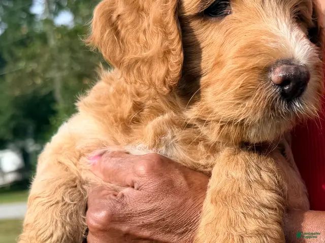 Goldendoodle dogs for sale: Jack - Ad 18