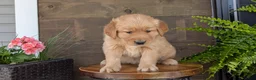 Golden Retriever dogs for sale: Benson - Ad 6