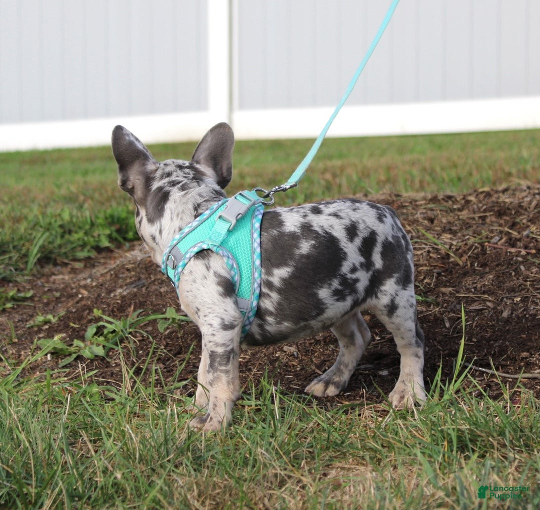 French Bulldog dogs for sale: Mia - Ad 6