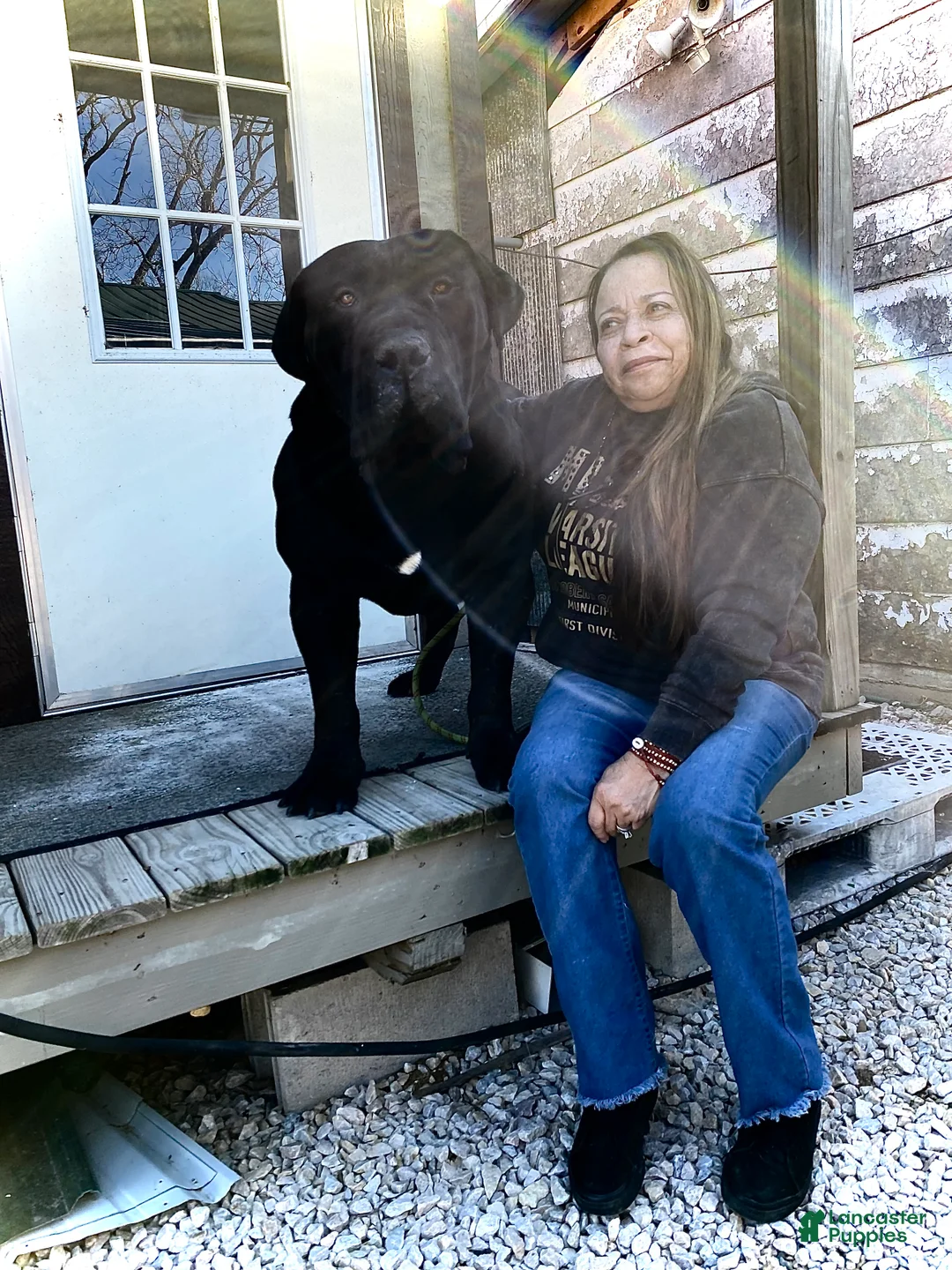 Mixed Breed dogs for sale: Mixed Breed Puppy 2 - Ad 16