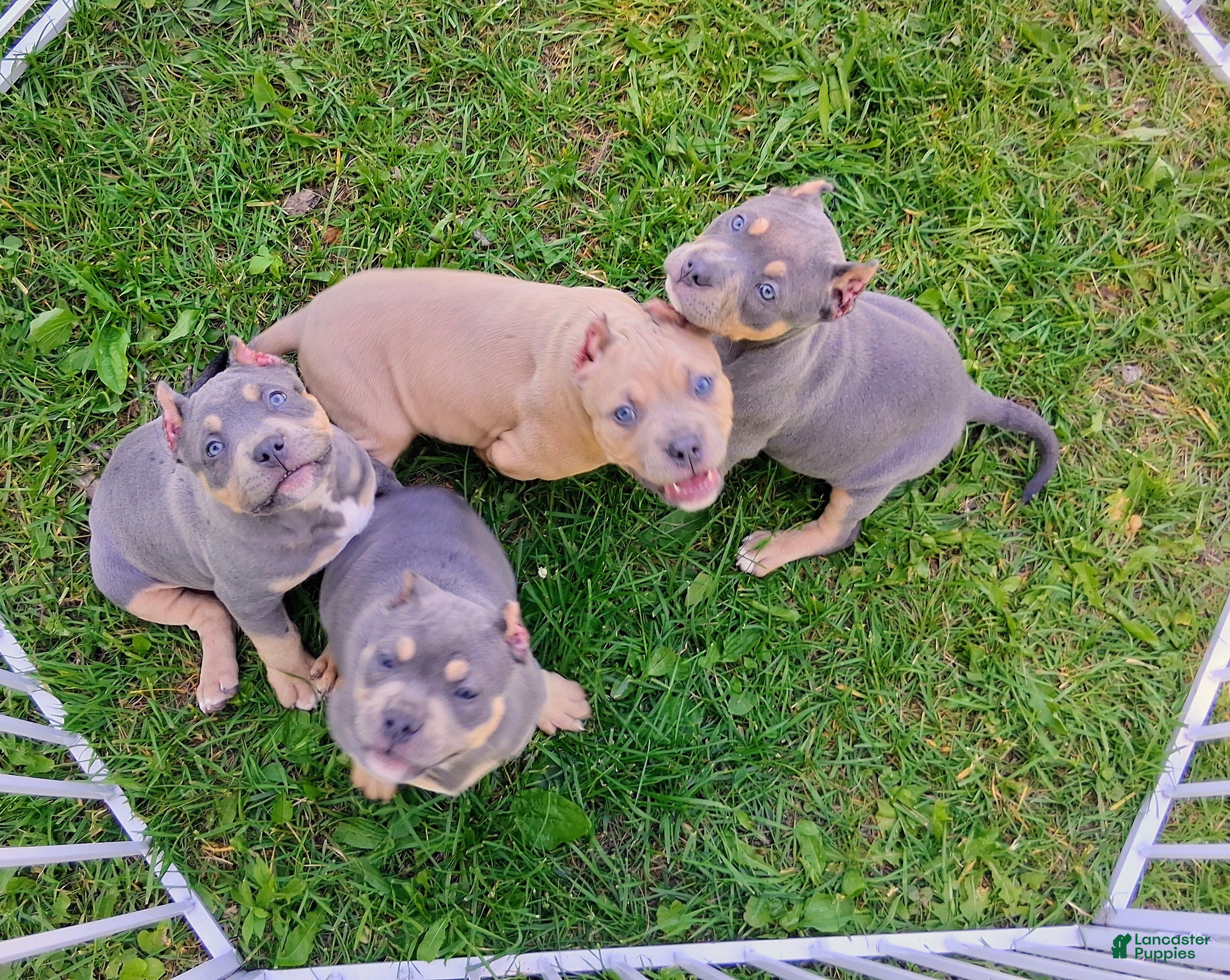 American Bully dogs American Bully Puppy 4 - Ad 1