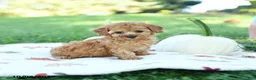 Toy Poodle dogs for sale: Spice - Ad 5