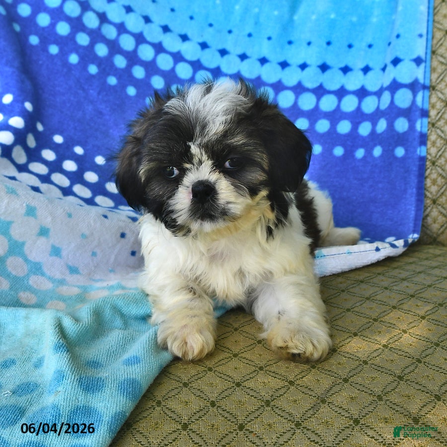 Shih Tzu dogs Jeremiah - Ad 1