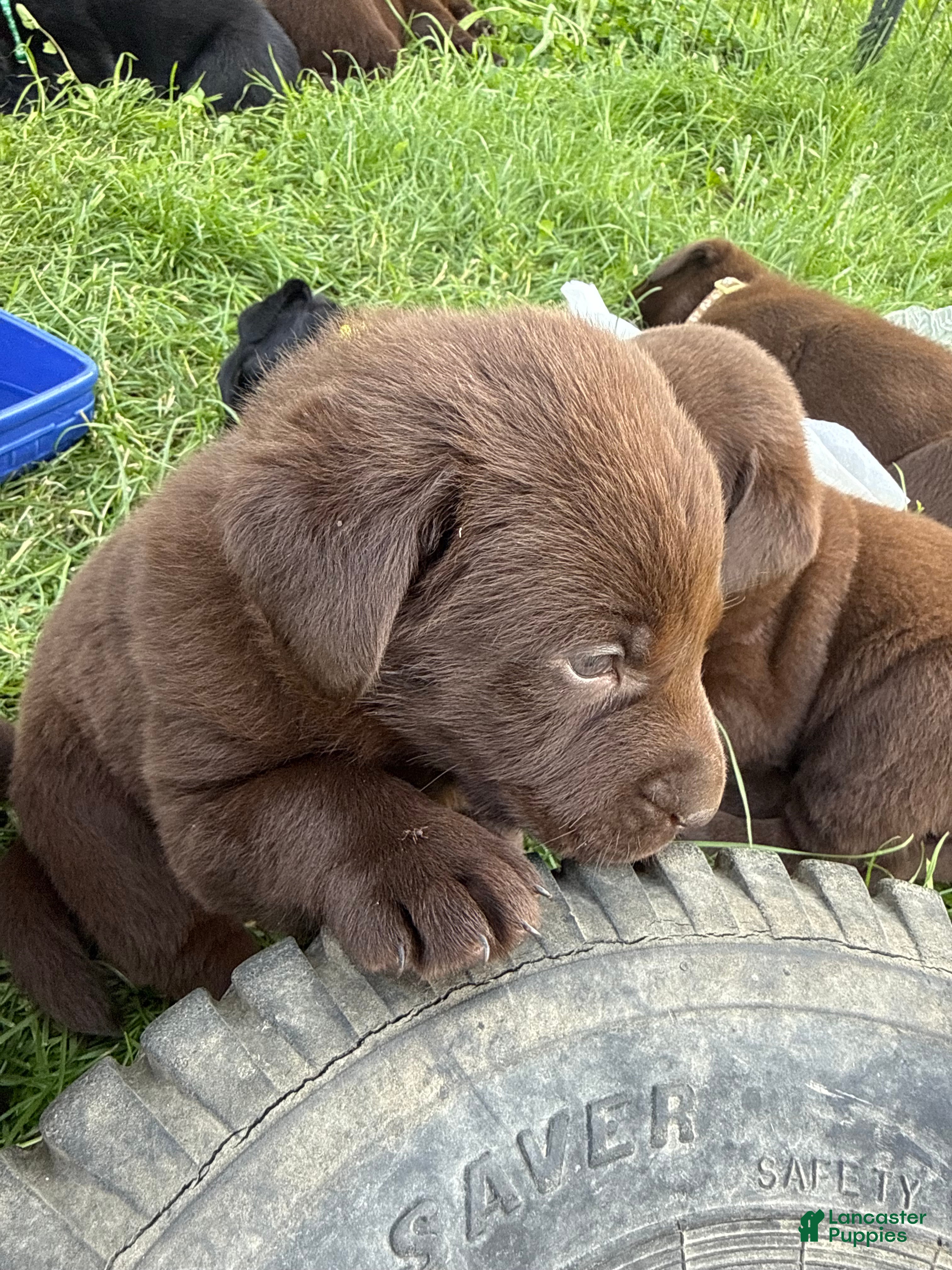 Labrador Retriever dogs Labrador Retriever Puppy DARK GREEN  - Ad 2