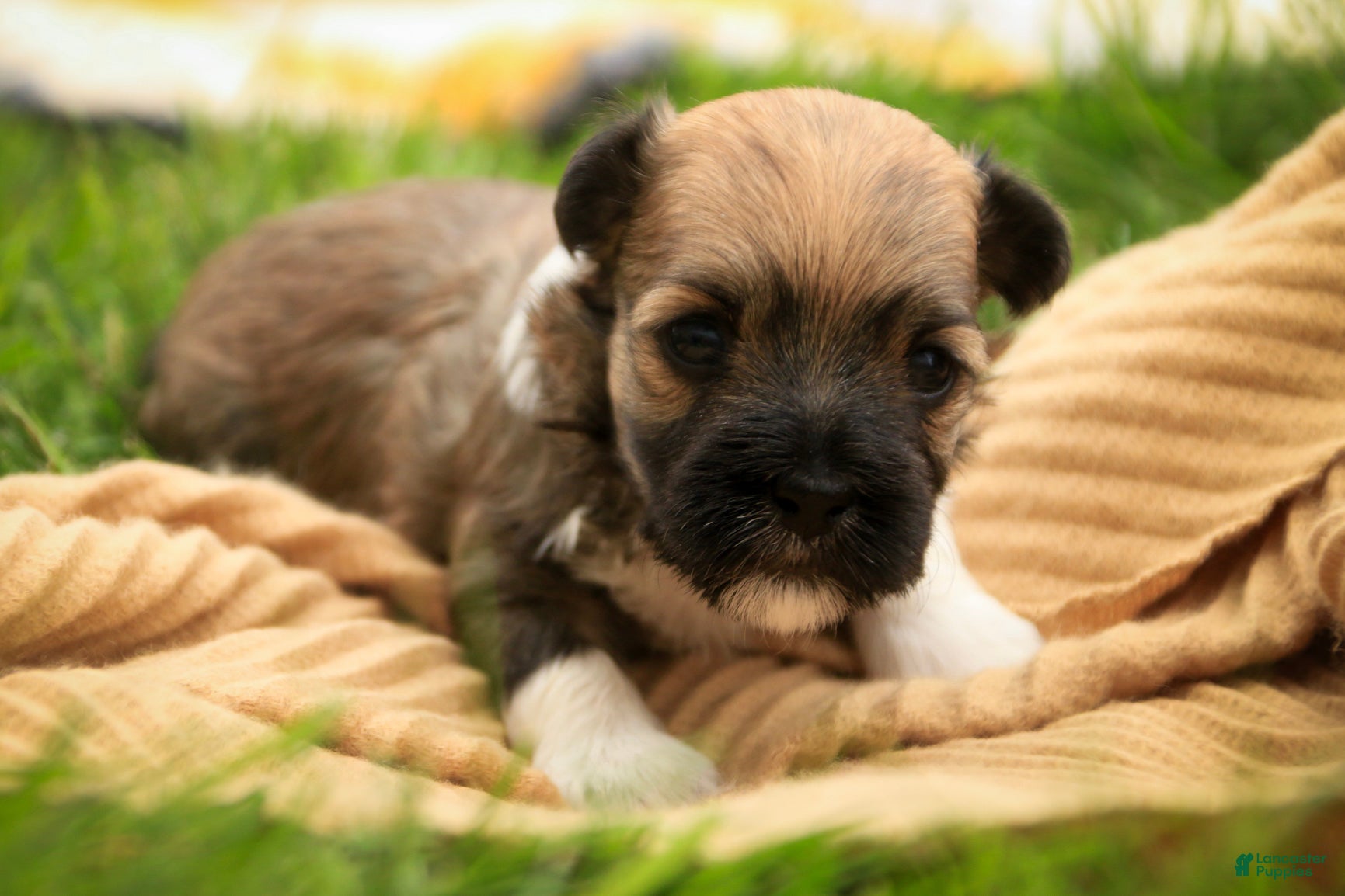 Havanese dogs Athena Havanese  - Ad 1