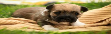 Athena Havanese 