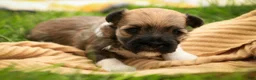 Havanese dogs for sale: Athena Havanese  - Ad 1