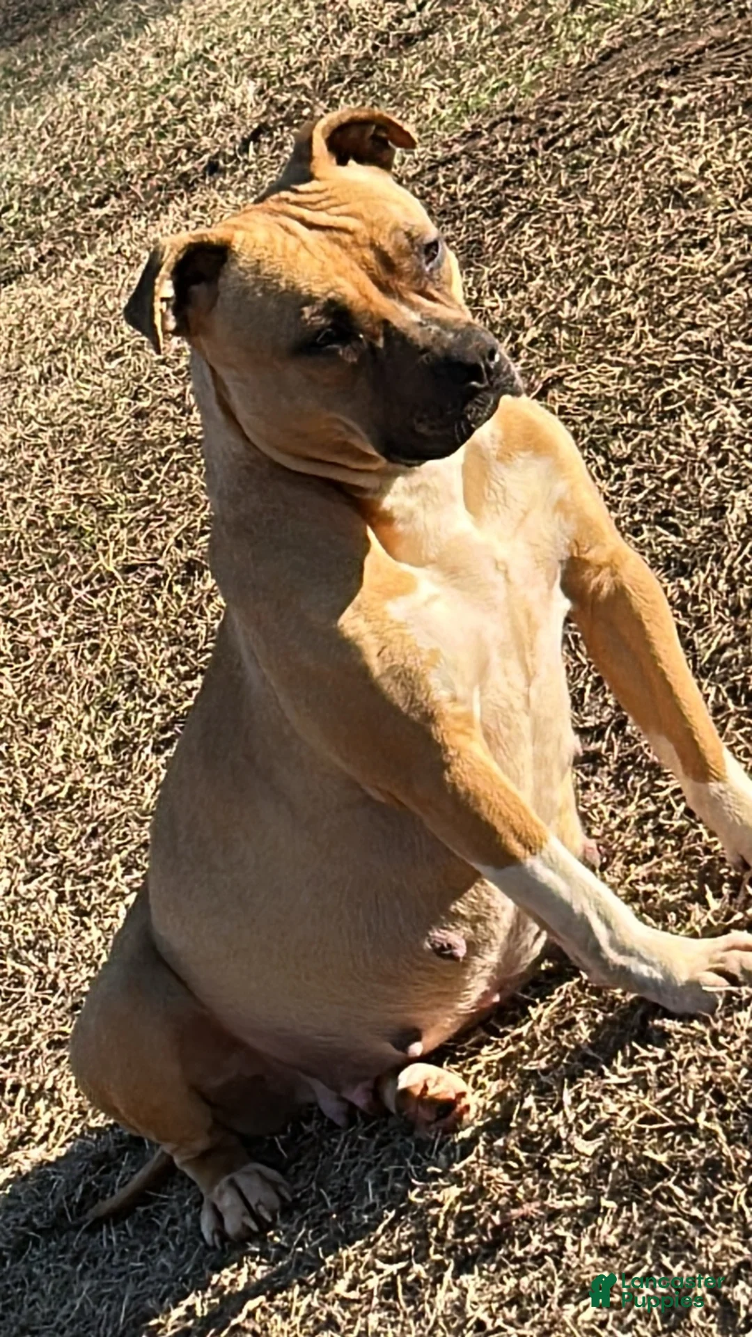 Mixed Breed dogs for sale: Mixed Breed 3 - Ad 2