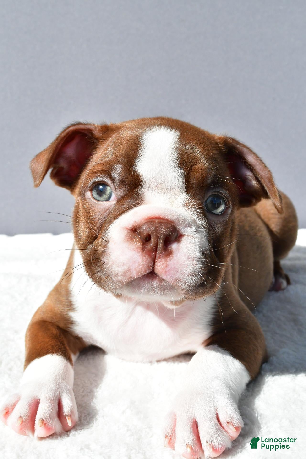 Boston Terrier dogs Tyson - Ad 1