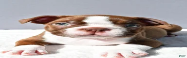 Tyson
