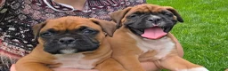 Boxer dogs for sale: Turner - Ad 9