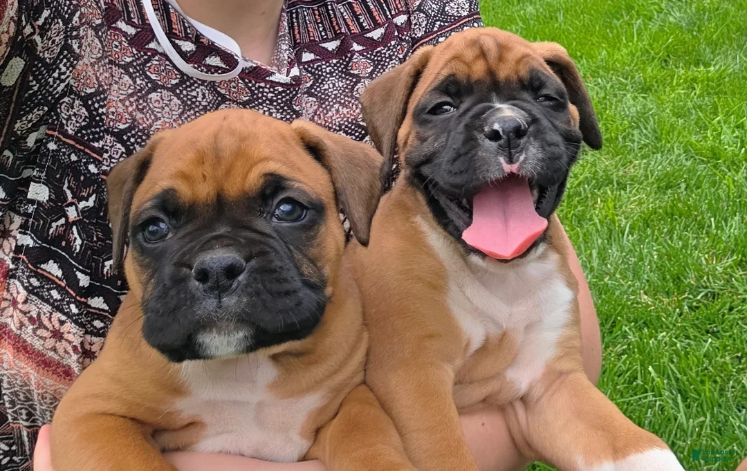Boxer dogs for sale: Turner - Ad 9