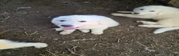 Great Pyrenees dogs for sale: Great Pyrenees 4 - Ad 3