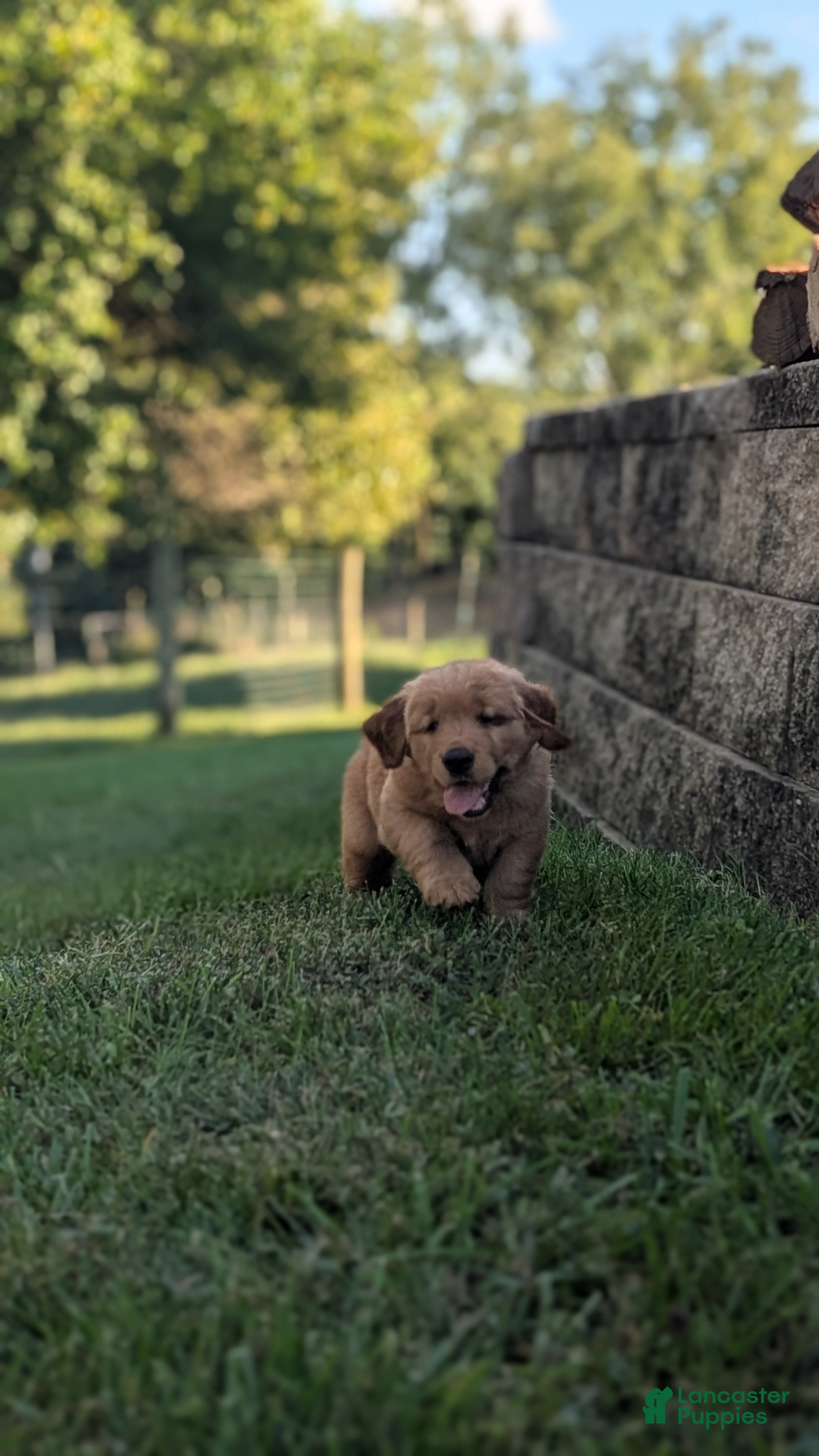 Golden Retriever dogs Laurel - Ad 2