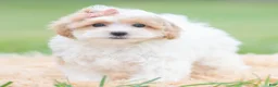 Maltipoo dogs for sale: Boop - Ad 4
