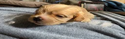 Maltipoo dogs for sale: Sahweetie - Ad 7