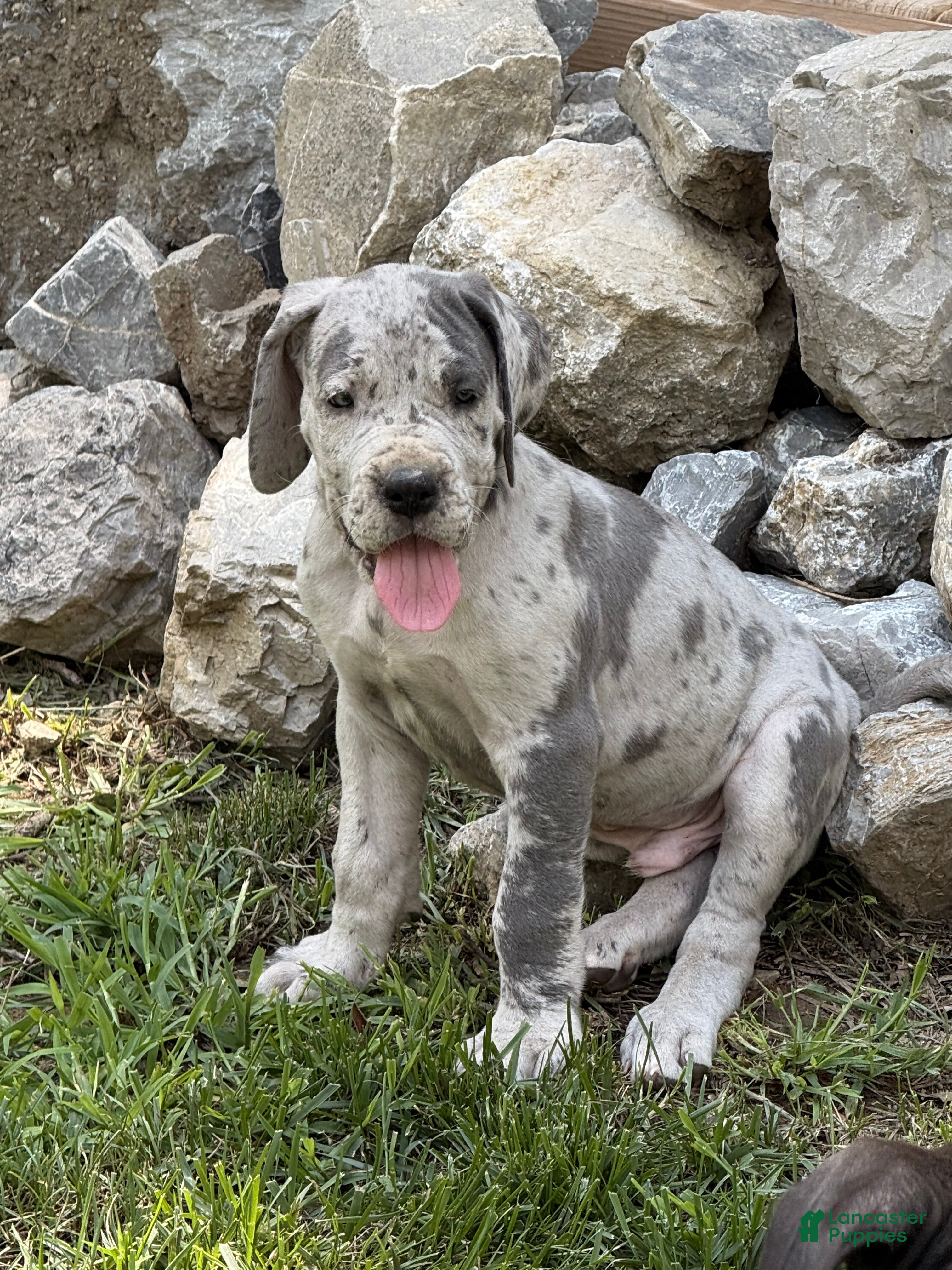 Great Dane dogs Jon Bon - Black collar - Ad 2