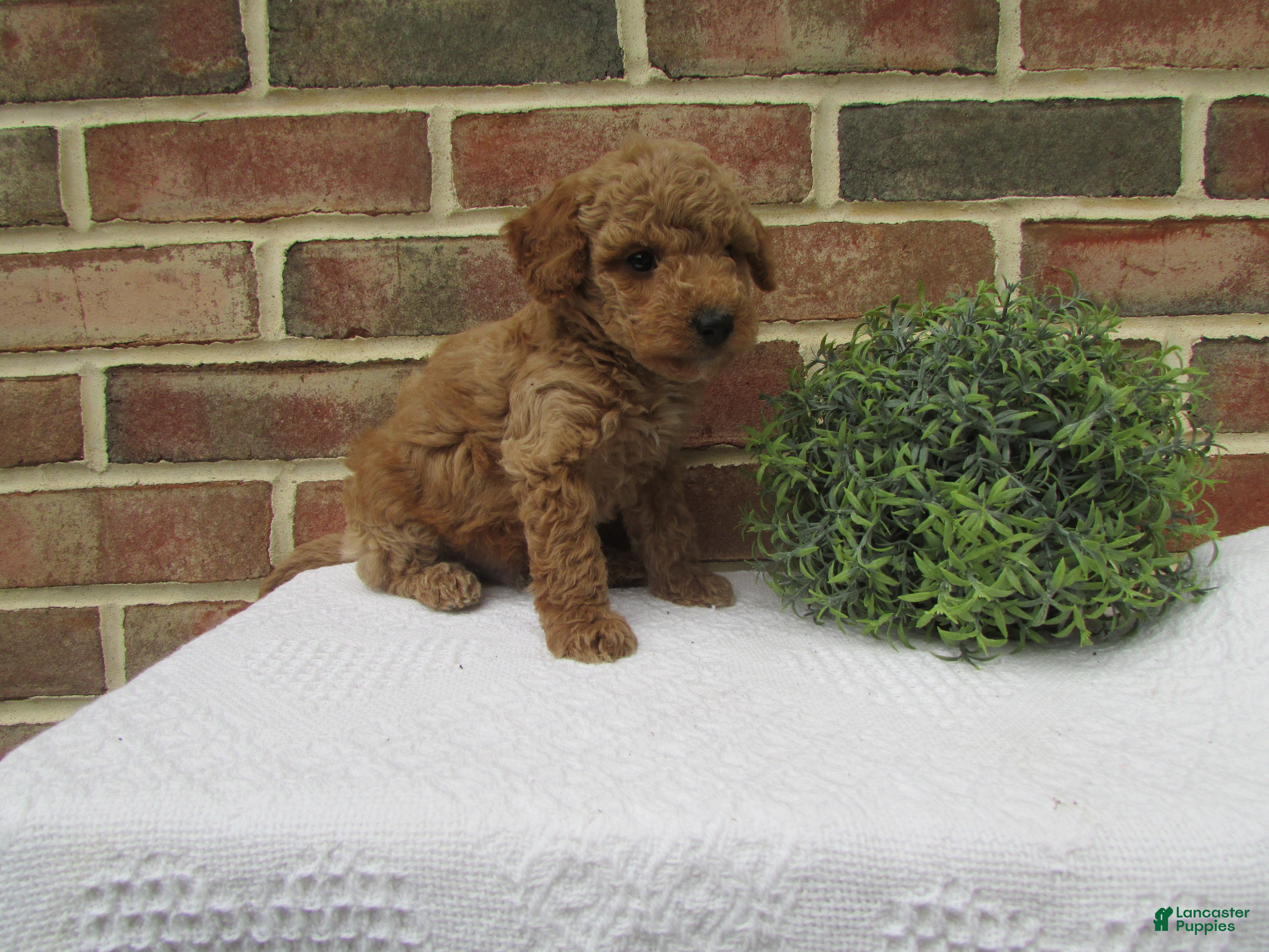 Mini Goldendoodle dogs Dusty - Ad 2
