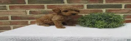 Mini Goldendoodle dogs for sale: Dusty - Ad 2