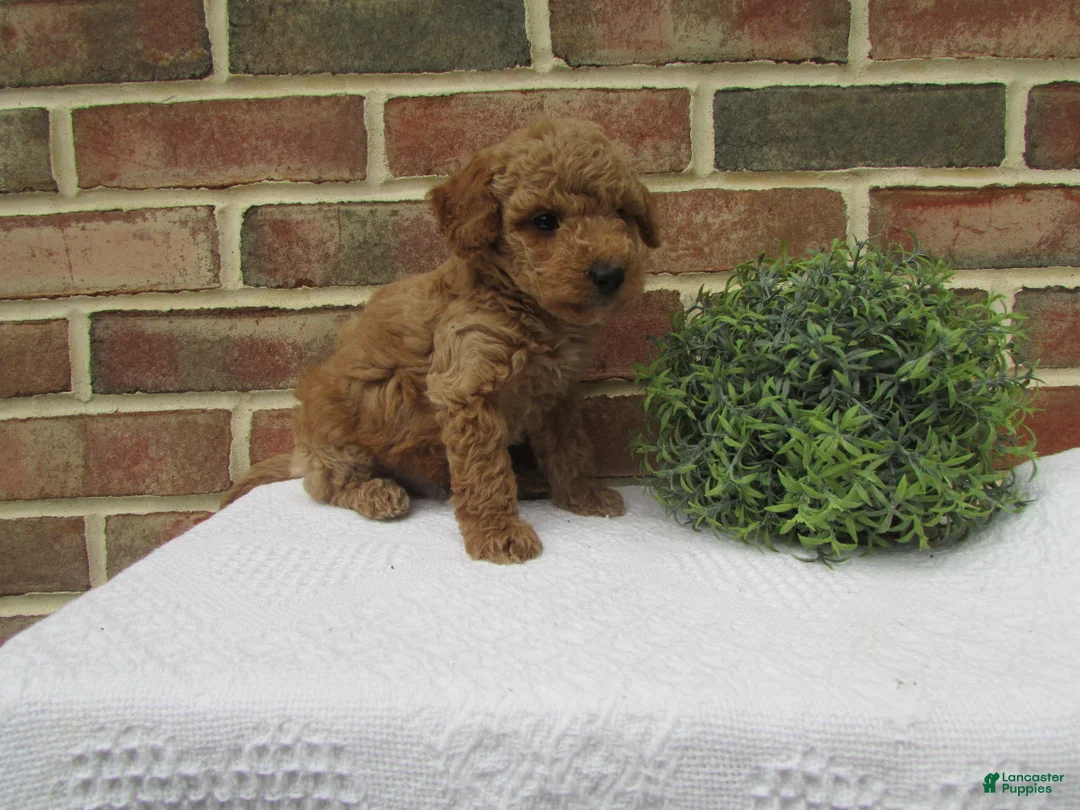 Mini Goldendoodle dogs for sale: Dusty - Ad 2